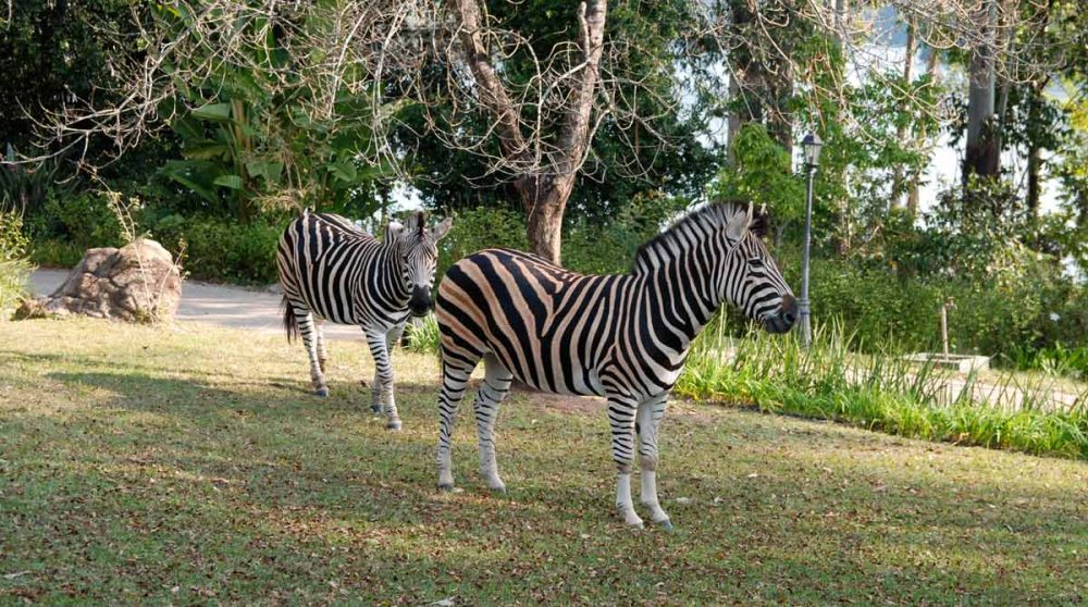 Des zèbres dans le jardin