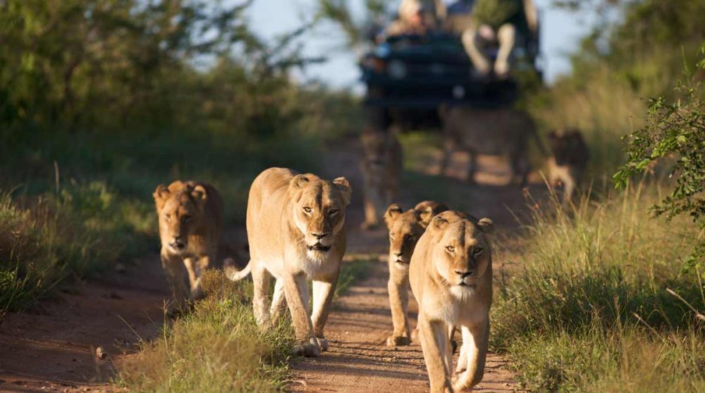 En safari au Kapama Buffalo Camp