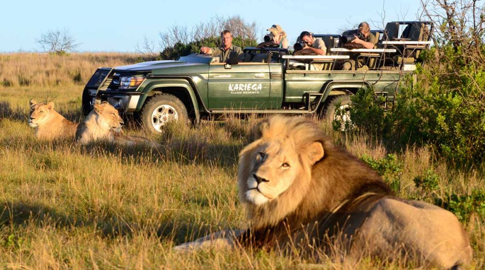 Rencontre avec les lions lors d'un safari