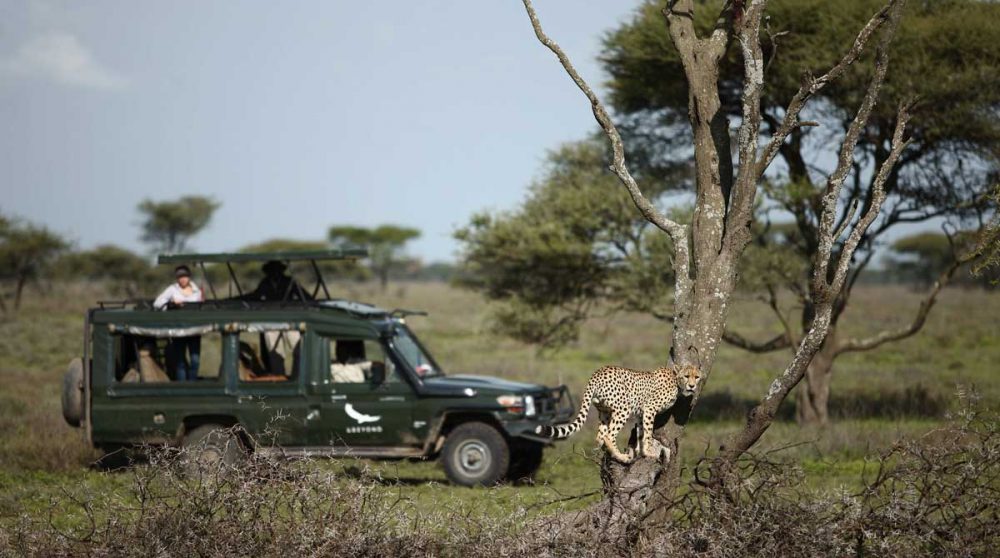 Observation des animaux dans le parc du Serengeti