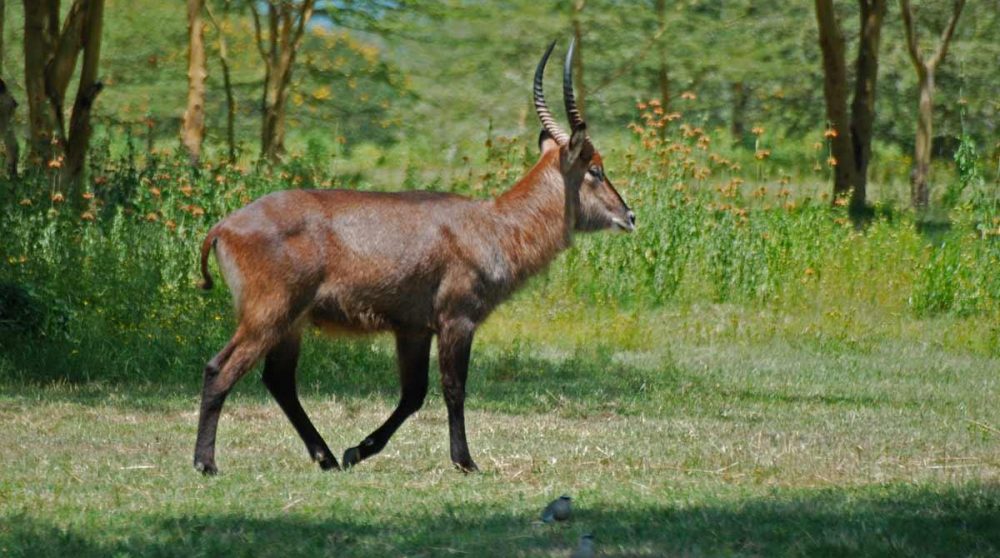 Un visiteur au Lac Naivasha