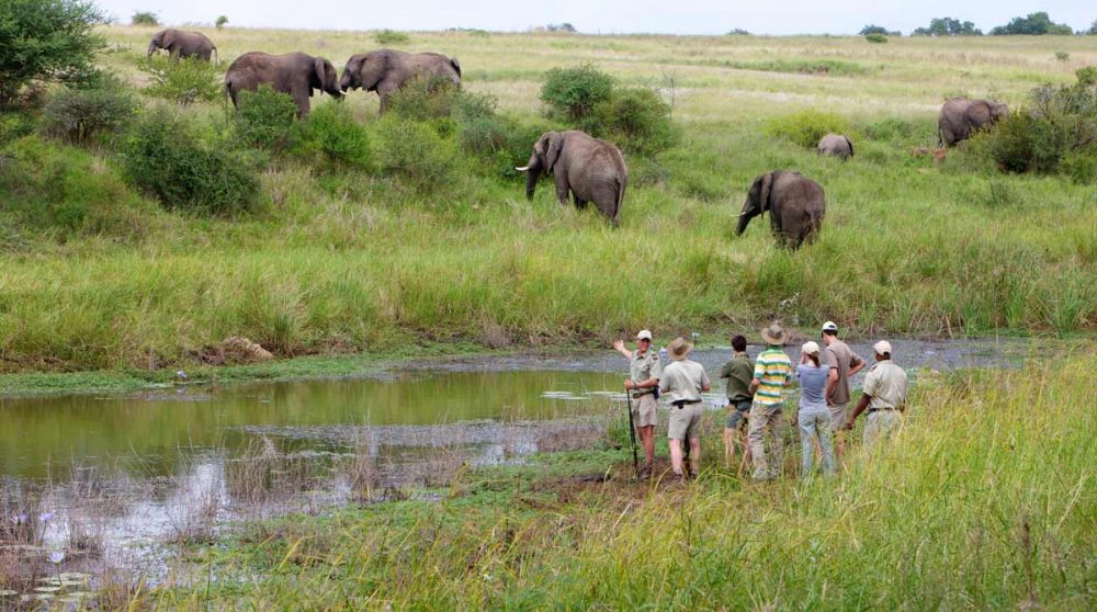 Une marche dans la brousse