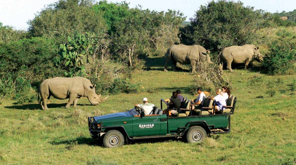 Rhinocéros lors d'un safari