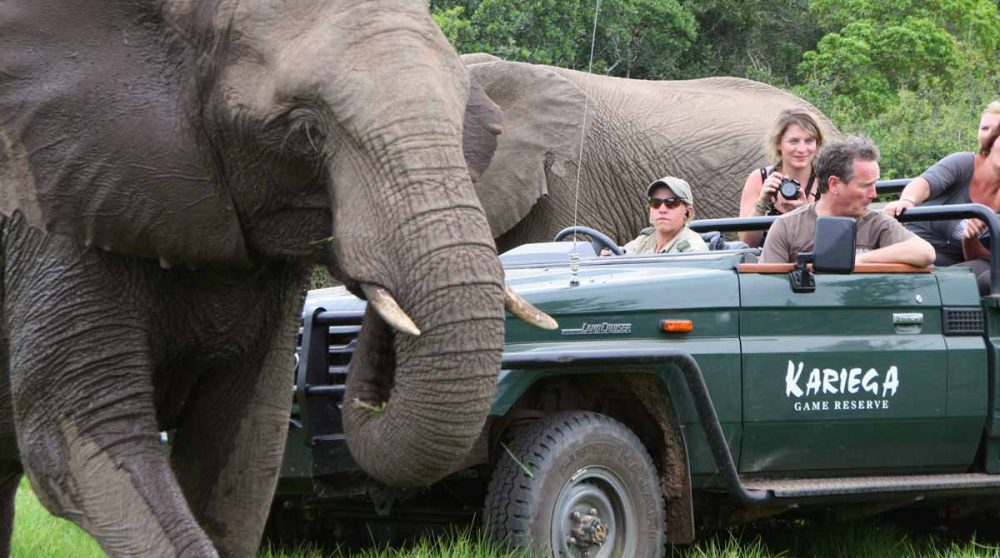 Les éléphants passent près du 4x4