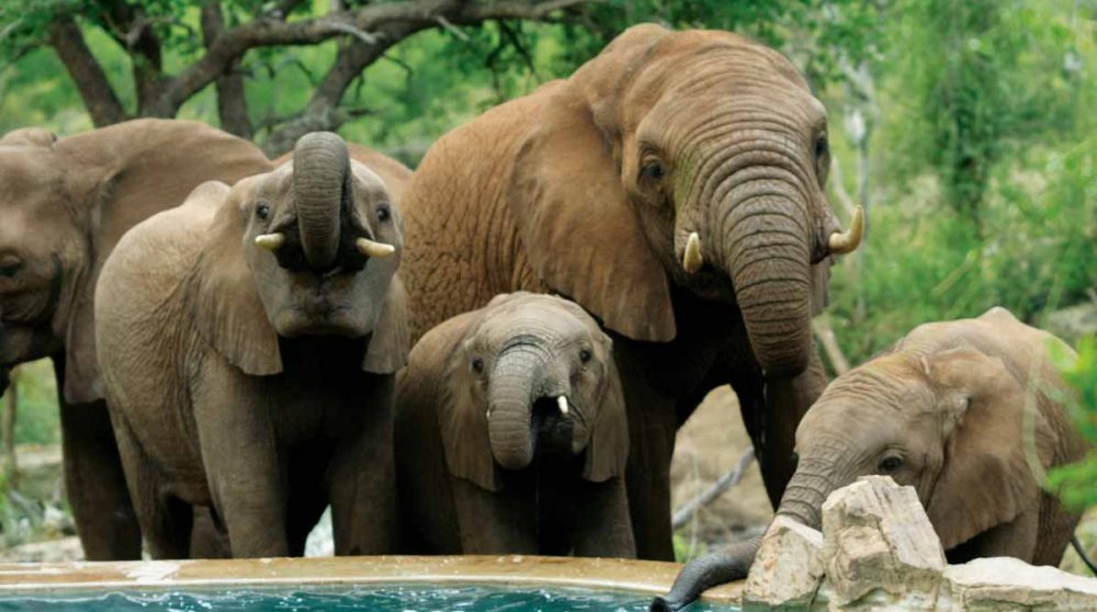 Des animaux près de l'hôtel près du Madikwe Game Reserve