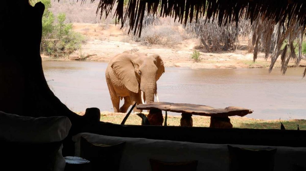 Un éléphant à Tsavo