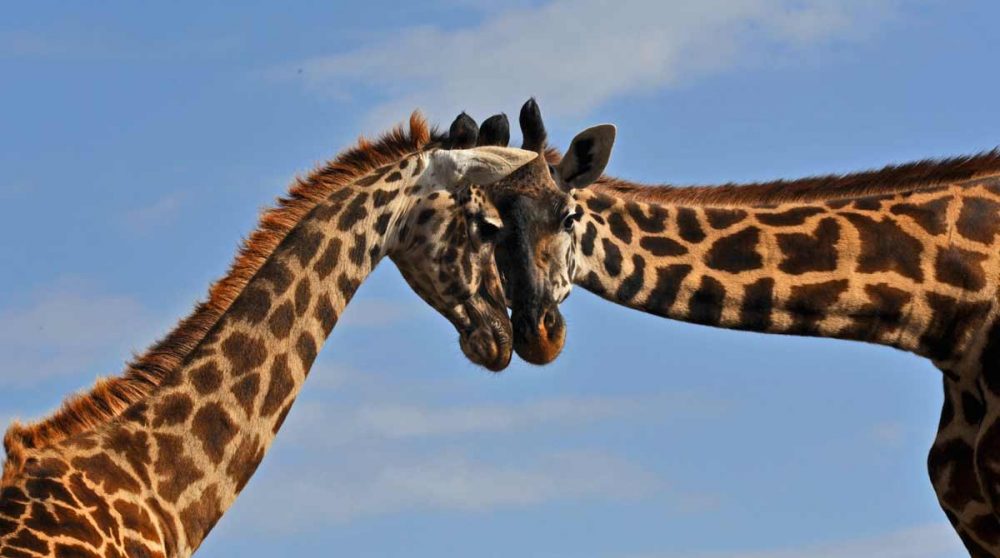 Ngorongoro Conservation Area