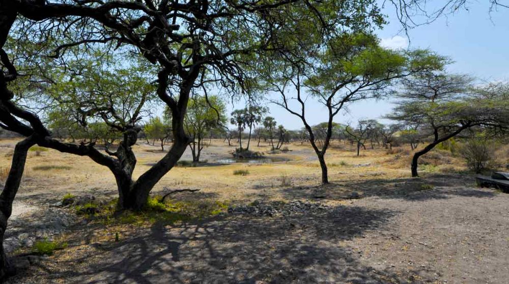 La nature à Etosha
