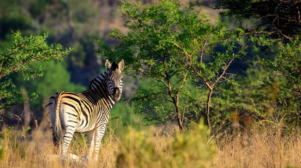 En safari sur la réserve privée