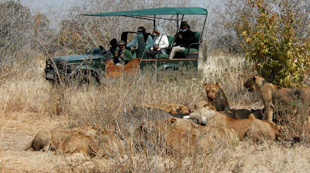 Observation des animaux