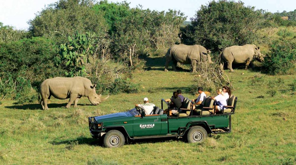 Des rhinocéros broutent paisiblement