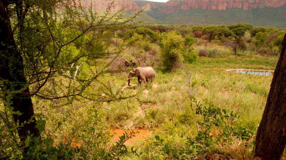 Vue sur la nature avec un éléphant