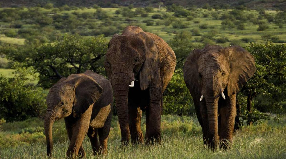 Des éléphants en liberté près du camp