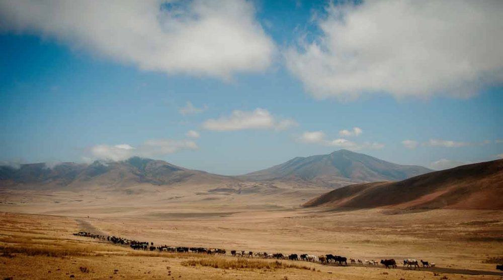 Le bétail dans le Cratère non loin de l'Entamanu Ngorongoro