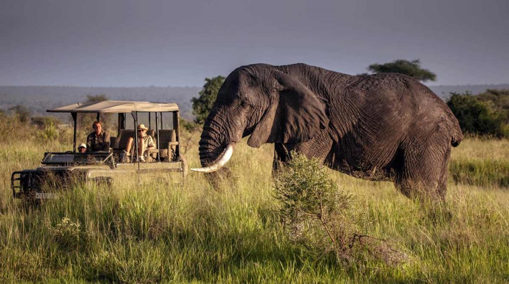 En safari à Little Chem Chem