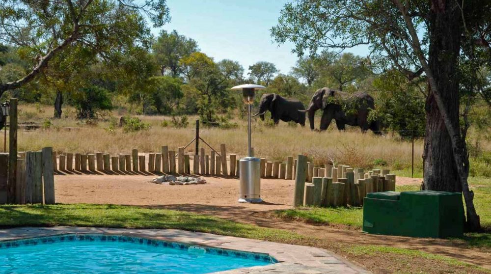 Eléphants sauvages près de la piscine du Tintswalo Manor House