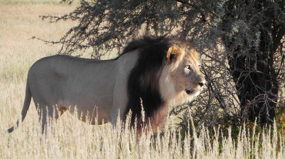 Un lion à crinière noire, typique du Kalahari