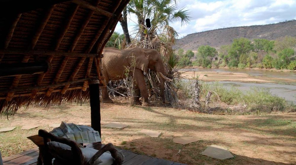 Un éléphant au Kenya