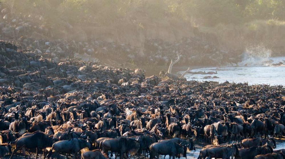 La grande migration dans le Serengeti à la rivière Mara