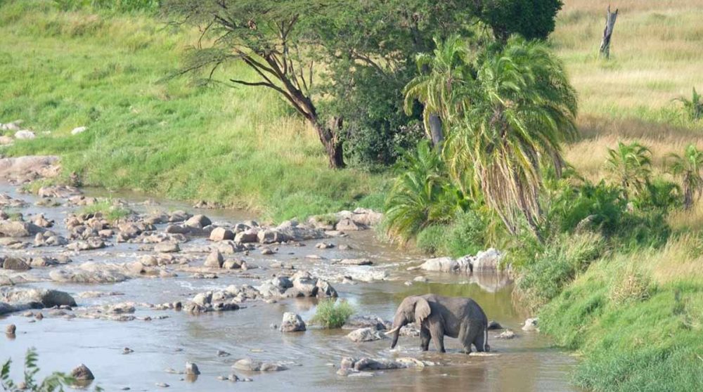 La rivière Mara est fréquentée par les éléphants