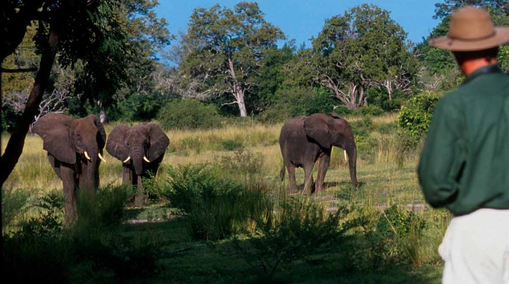 Des éléphants dans la nature