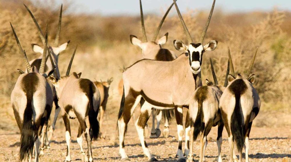 Des oryx en Afrique du Sud