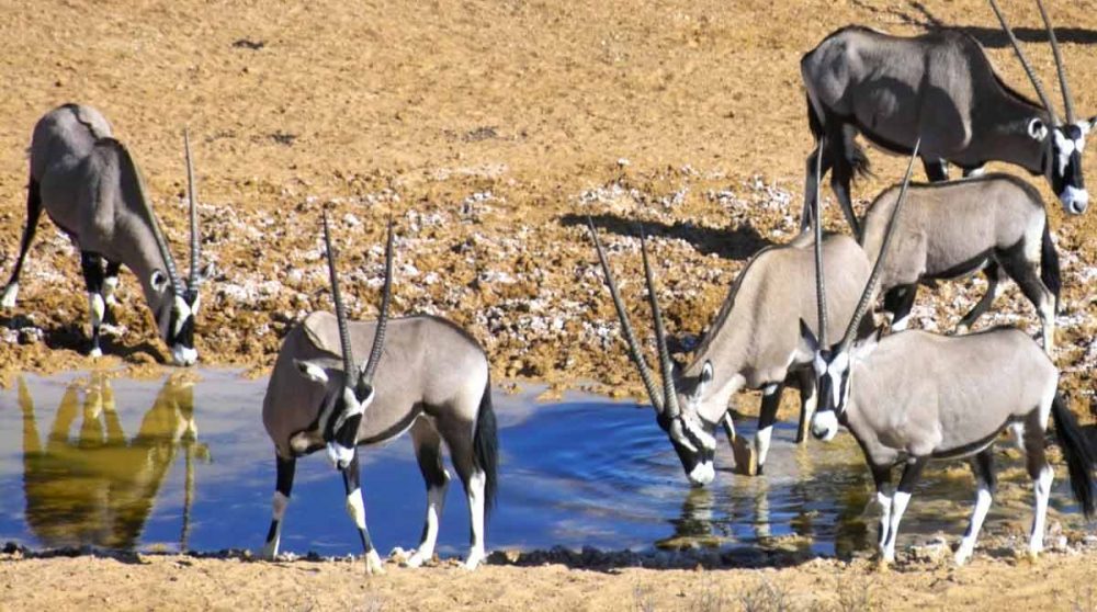 Des oryx au point d'eau devant le lodge en Afrique du Sud