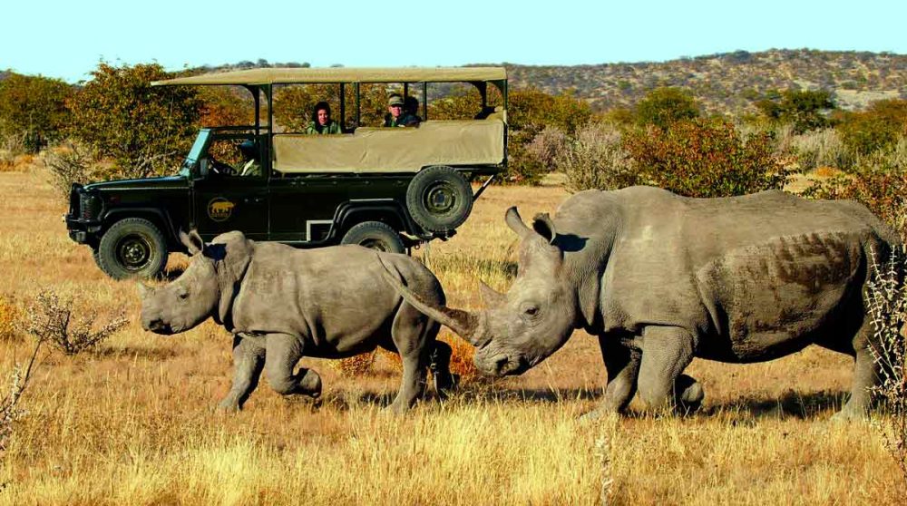 Animaux en liberté lors d'un safari