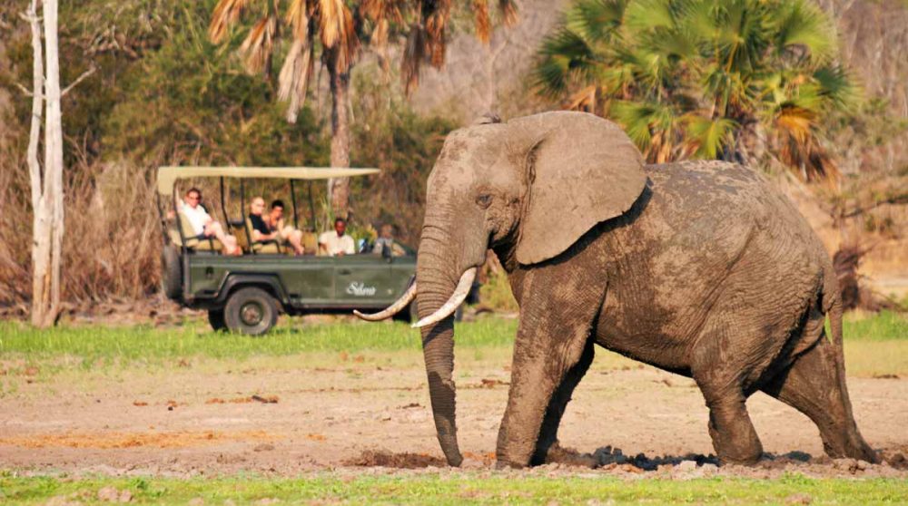 En safari face à un éléphant