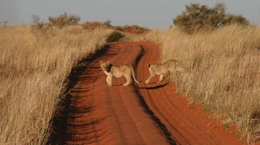 Lionceaux sur la piste