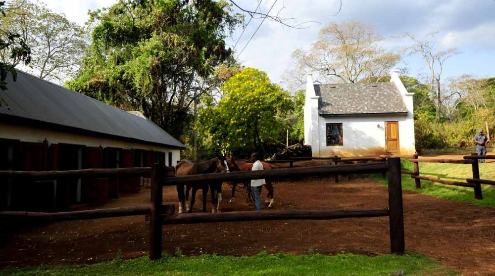 Chevaux dans le jardin de l'hôtel au Ngorongoro
