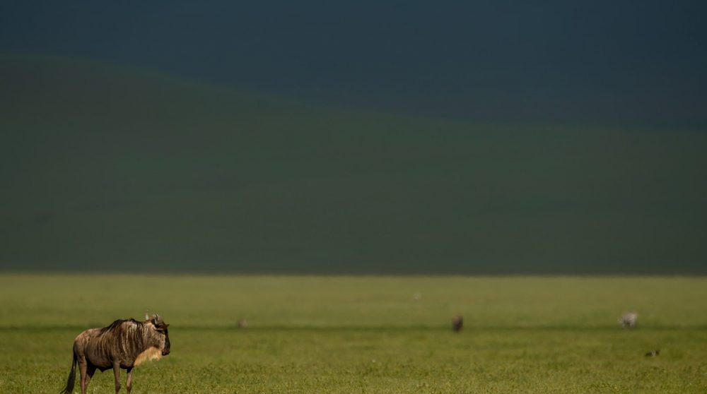 Un gnou dans le cratère du Ngorongoro