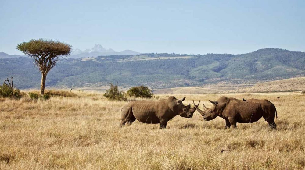 Les rhinocéros à Lewa Safari Camp