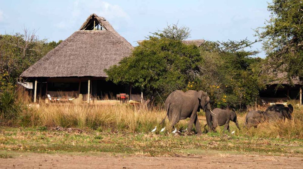 Une famille d'éléphants au Siwandu
