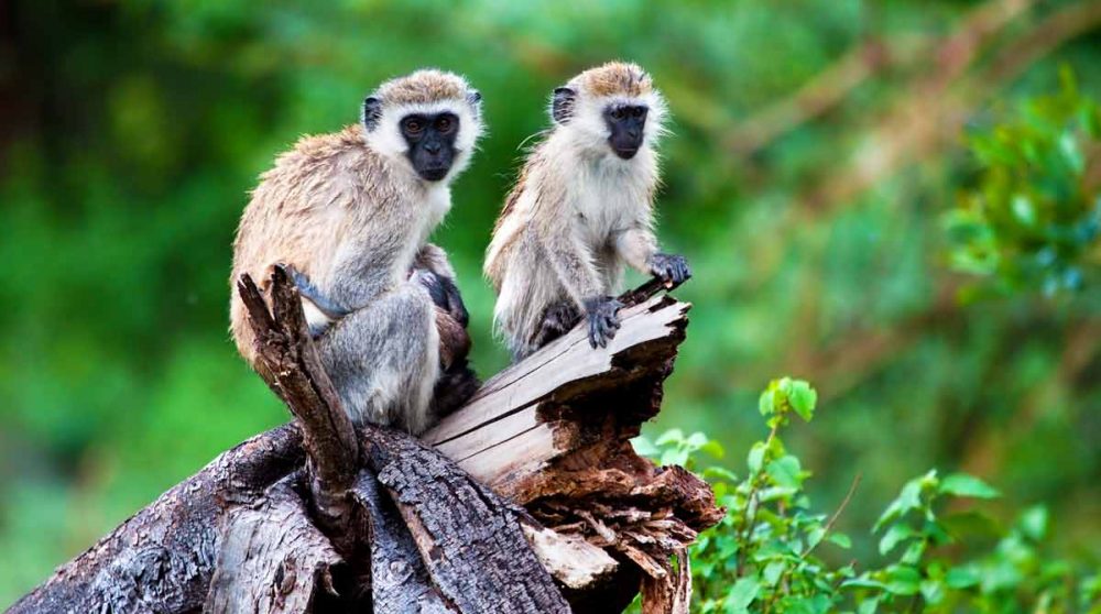 Le Lac Manyara en Tanzanie où l'on peut voir des singes