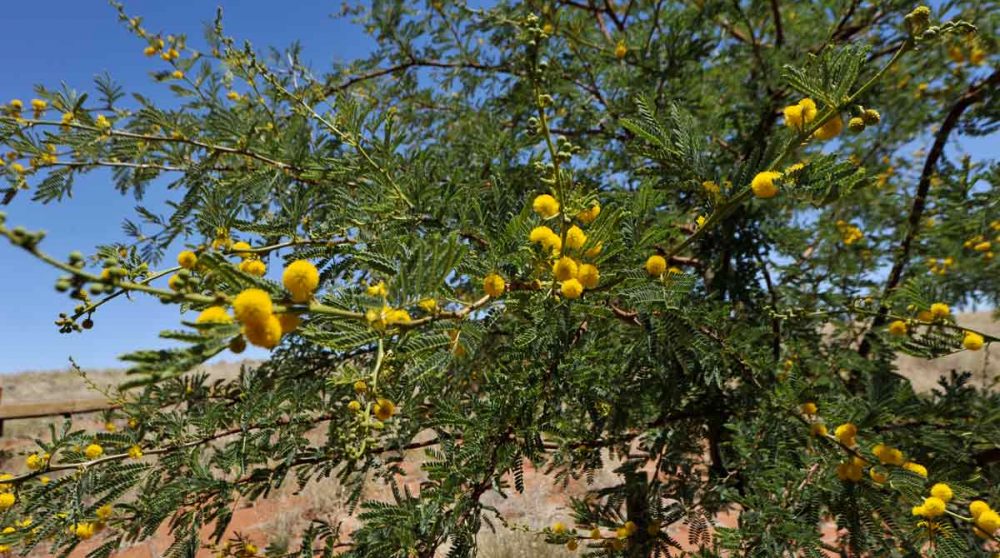 Un arbre près de la piscine en Namibie