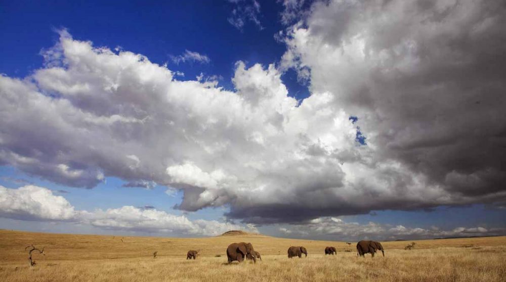 Des éléphants sous un ciel sans fin à Lewa