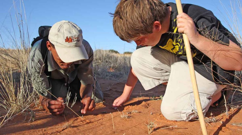 Etude des traces des insectes dans le Kalahari