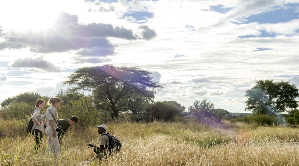 Marche dans la brousse
