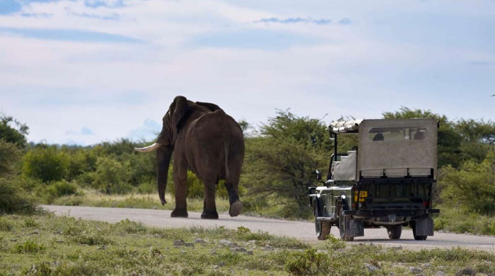 Un safari près du parc d'Etosha