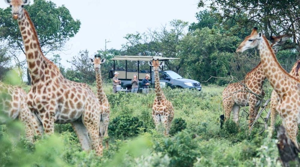 Rencontre avec des girafes du parc iSimangaliso