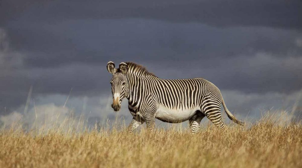Un zèbre de grévy, l'une des espèces du nord