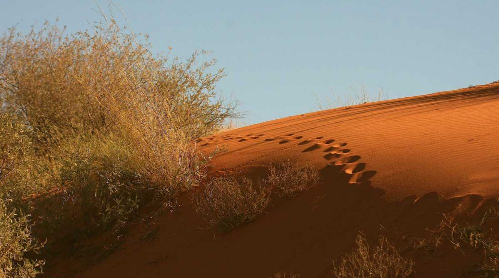 Traces sur la sable orange en Afrique du Sud