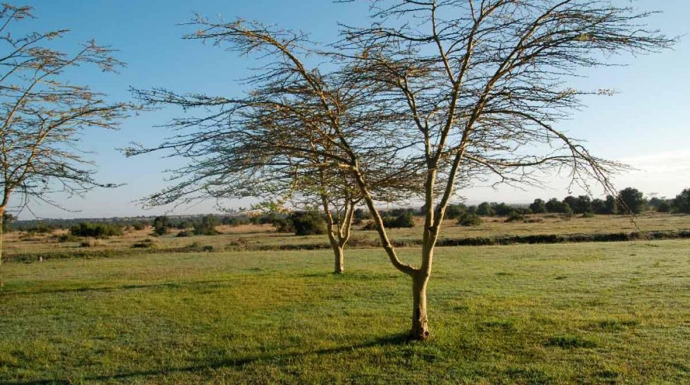 La nature environnante