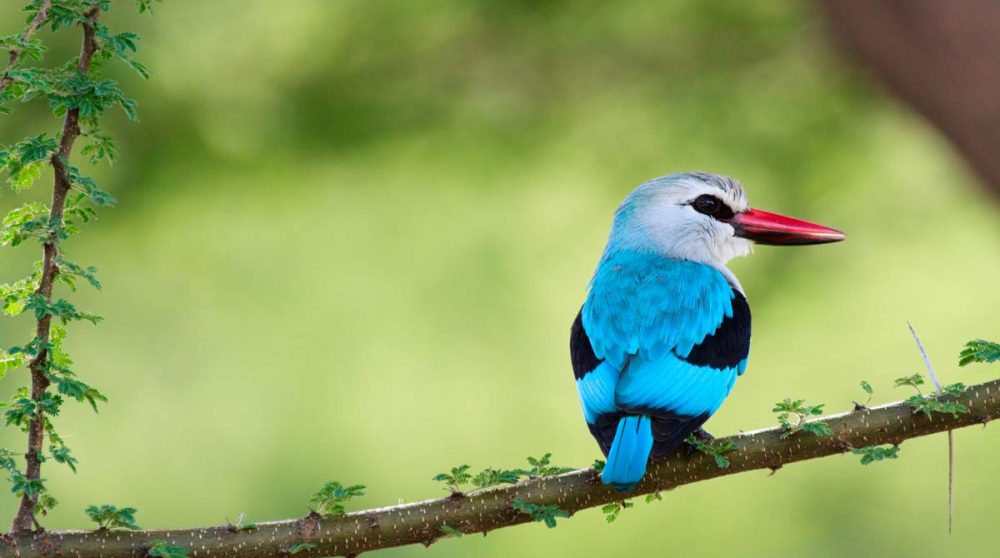 Observation d'oiseaux dans le parc national de Kingfisher
