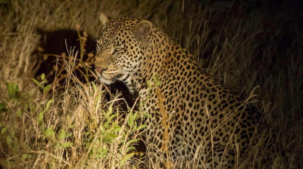Un léopard lors d'un safari de nuit