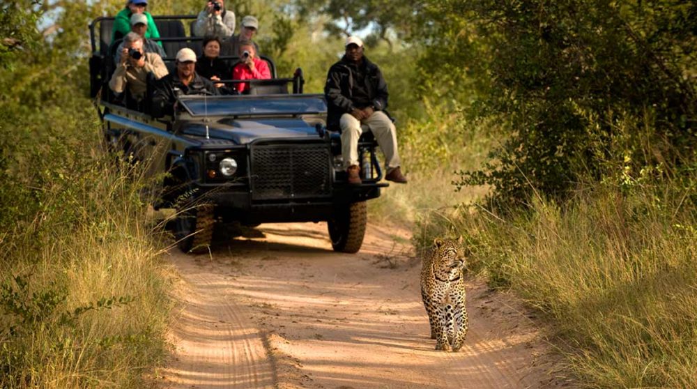 En safari du Lion Sands Ivory Lodge
