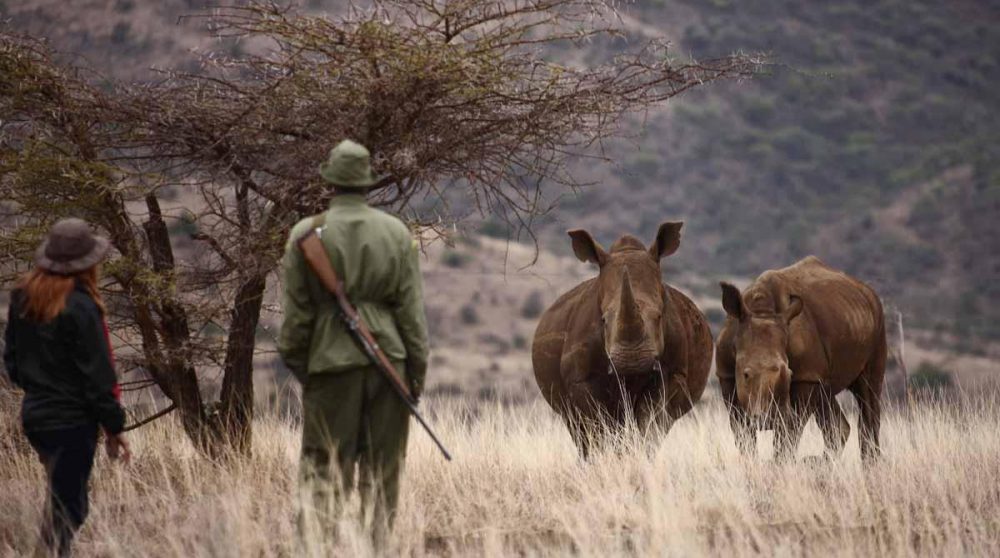 Marche à la rencontre des animaux escorté par un ranger