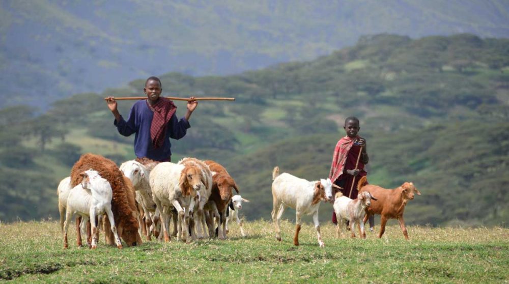 Des bergers près d'un volcan