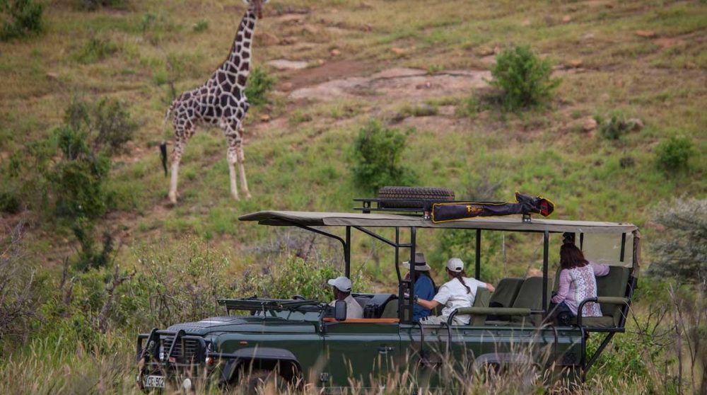 Rencontre avec les girafes à Loisaba